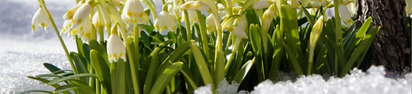 Capture d'écran 2026-03-05 101654.png